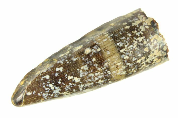 Cretaceous Fossil Crocodilian Tooth - Wyoming #299784